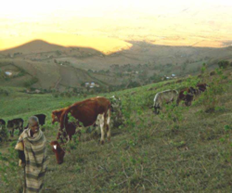 A shepard boy looks after cows in Tanzania.