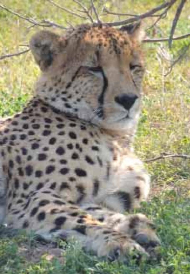 A cheetah in South Africa.