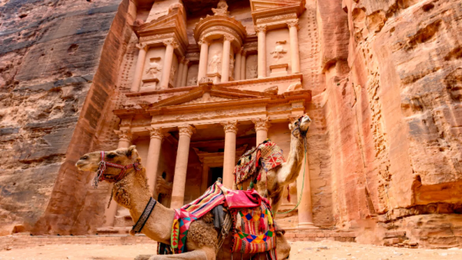 Two camels resting in front of Petra, Jordan