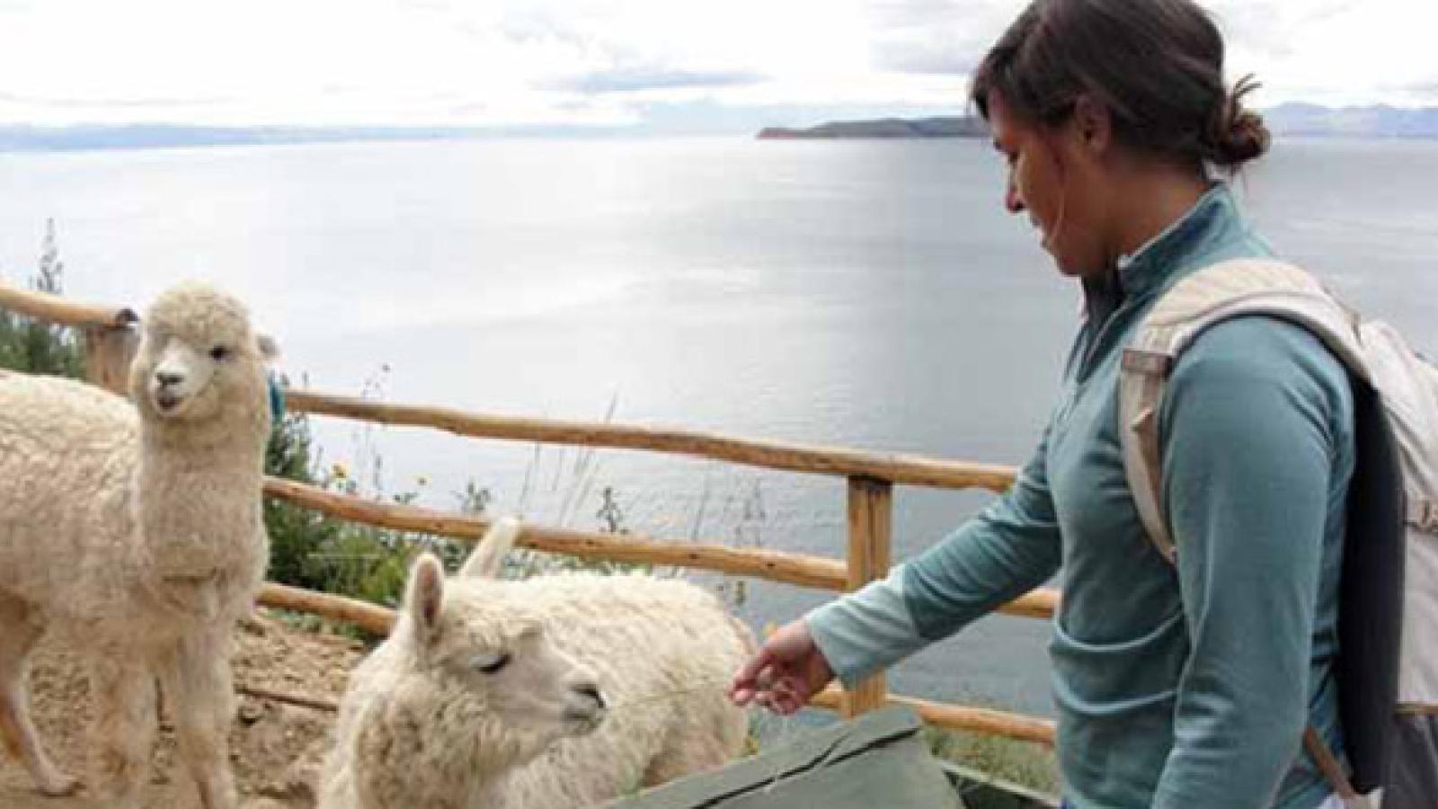 Ellen Noe feeds a sheep in Quechua.